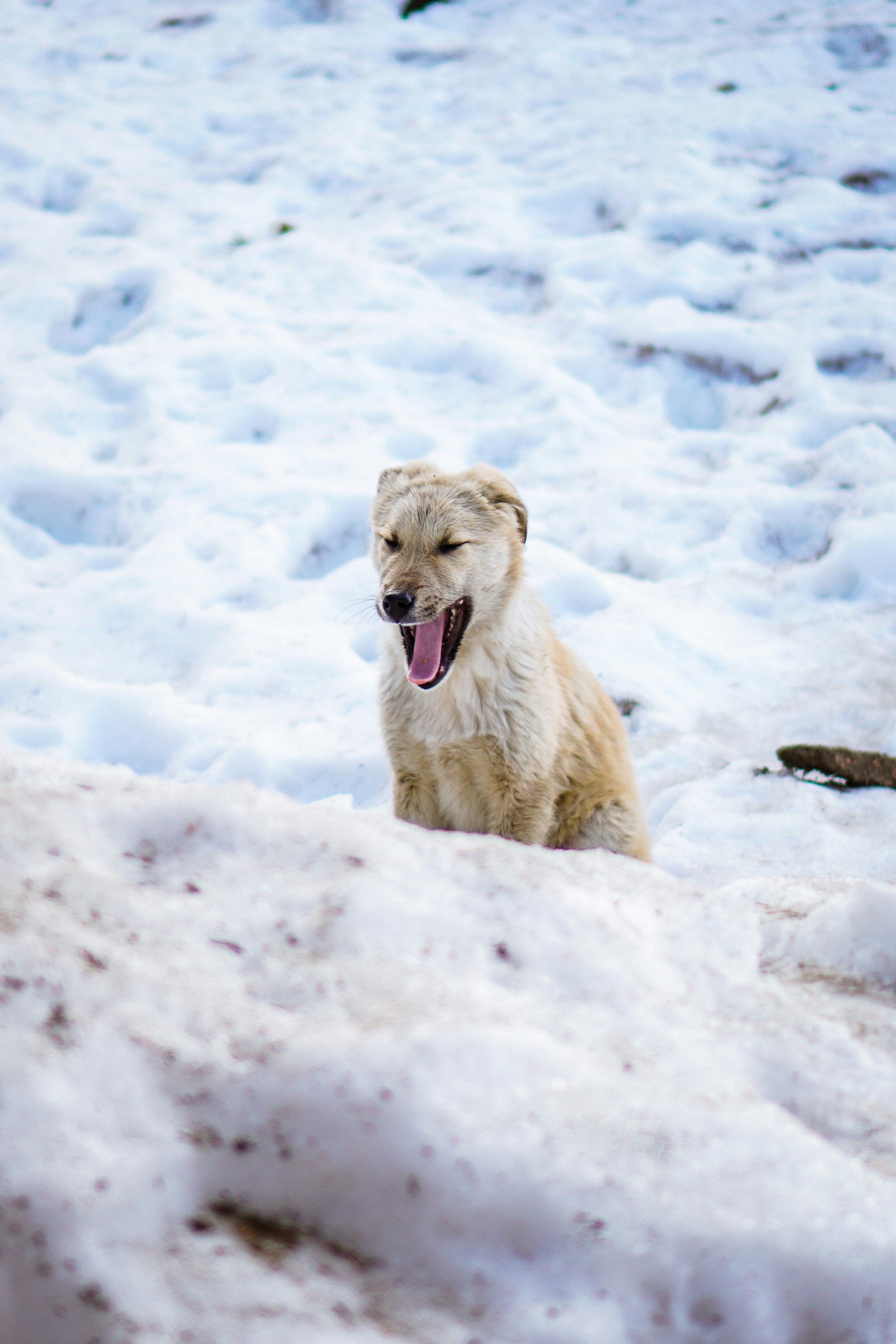 white wolf yawning